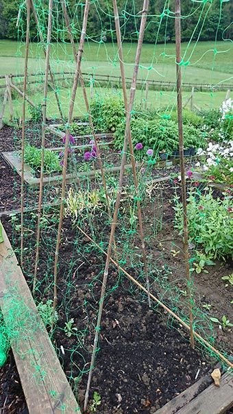Flower beds with sweet pea nets
