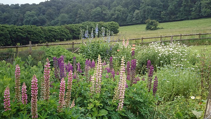 Lupins, Delphiniums and Daisies flower patch